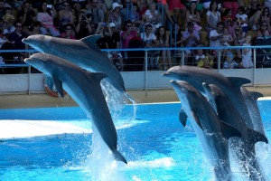 rencontre avec les requins marineland avis