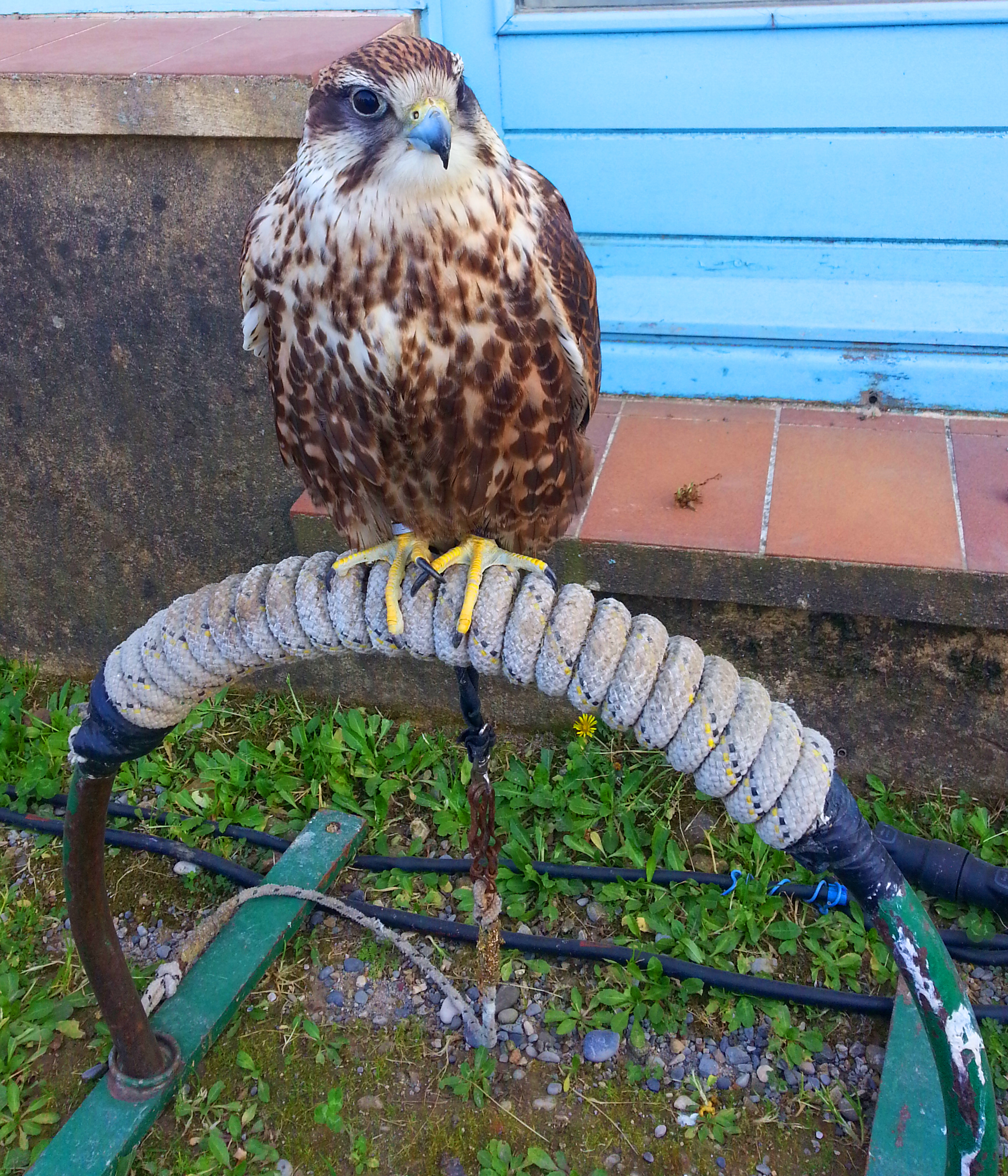 Faucon de spectacle Biot et les Templiers
