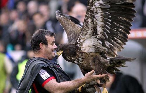 Photo Aigle de Nice