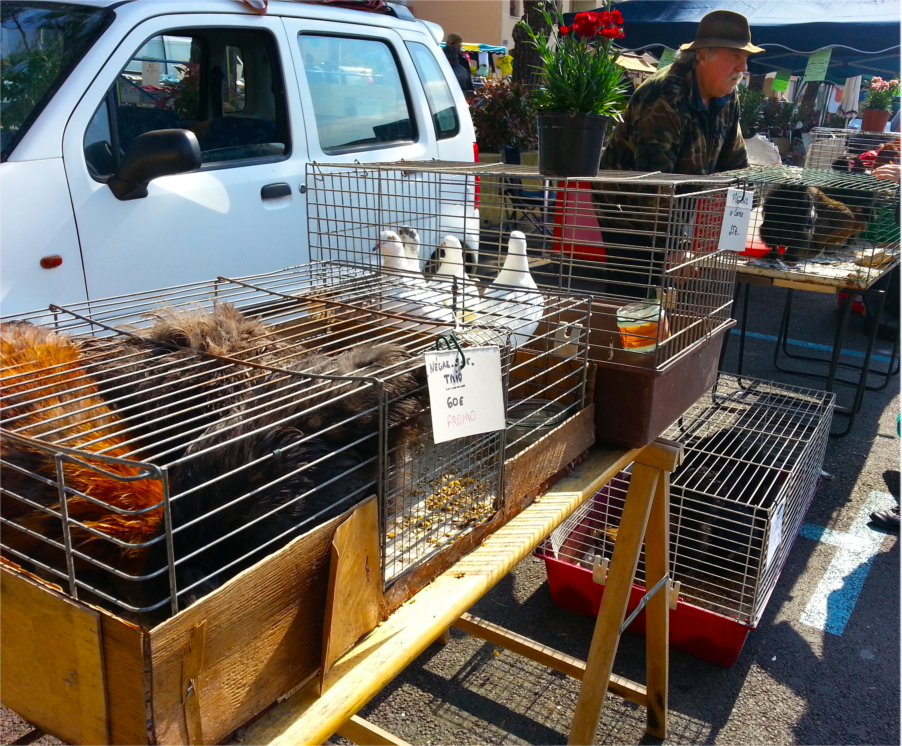 stand de vente de poules Foire de Printemps de Carros
