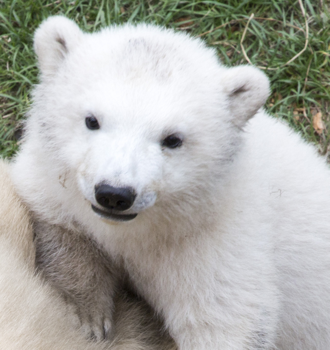 Parc Marineland Antibes Côte d’Azur : naissance d’un ours polaire !