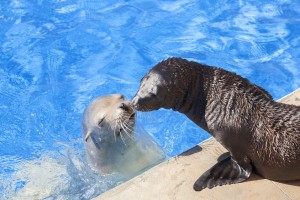 otaries marineland spectacle antibes côte d'azur