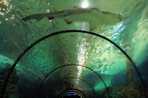 tunnel requins marineland antibes côte d'azur