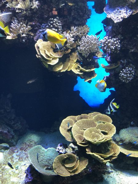 récif corail musée océanographique monaco