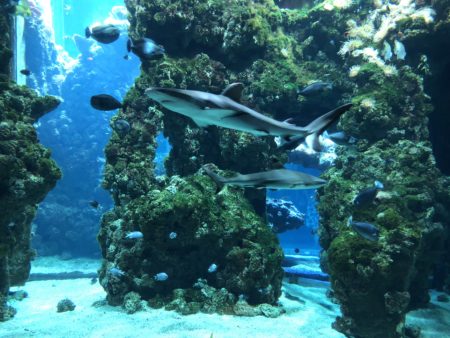 lagon requins musée océanographique de monaco