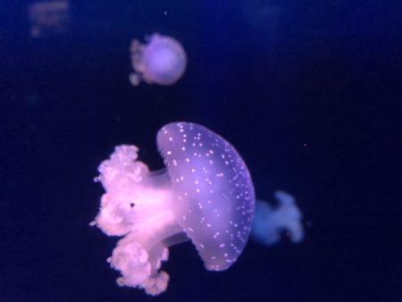 photo de méduse au musée océanographique de monaco