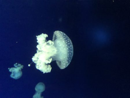 méduse photo musée océanographique monaco