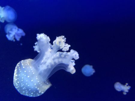 photo de méduse musée océanographique de monaco