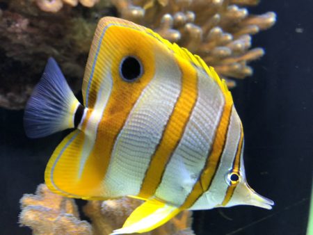 poisson jaune et blanc musée océanographique monaco