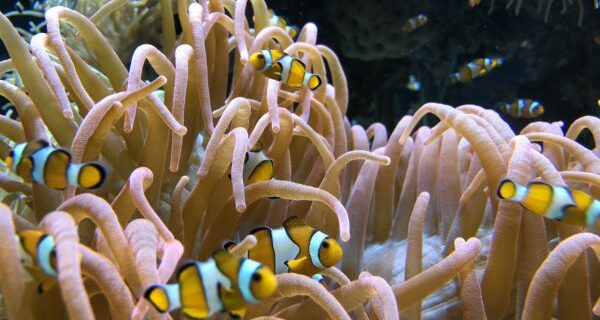 poisson clown musée océanographique de monaco