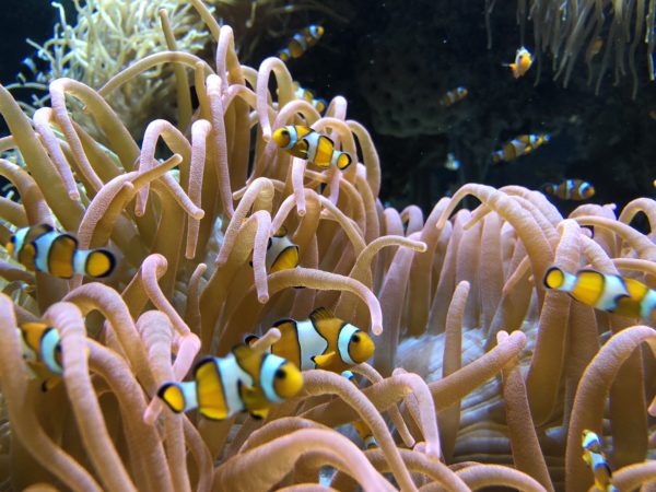 poisson clown musée océanographique de monaco