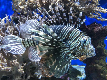 poisson bizarre musée océanographique monaco