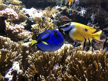 poissons dans nemo musée océanographique monaco