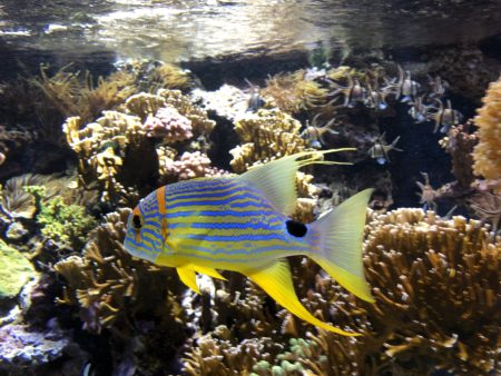 joli poisson aquarium musée océanographique de monaco