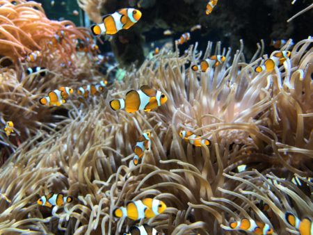 poisson nemo aquarium musée océanographique monaco