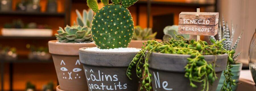 cactus nice