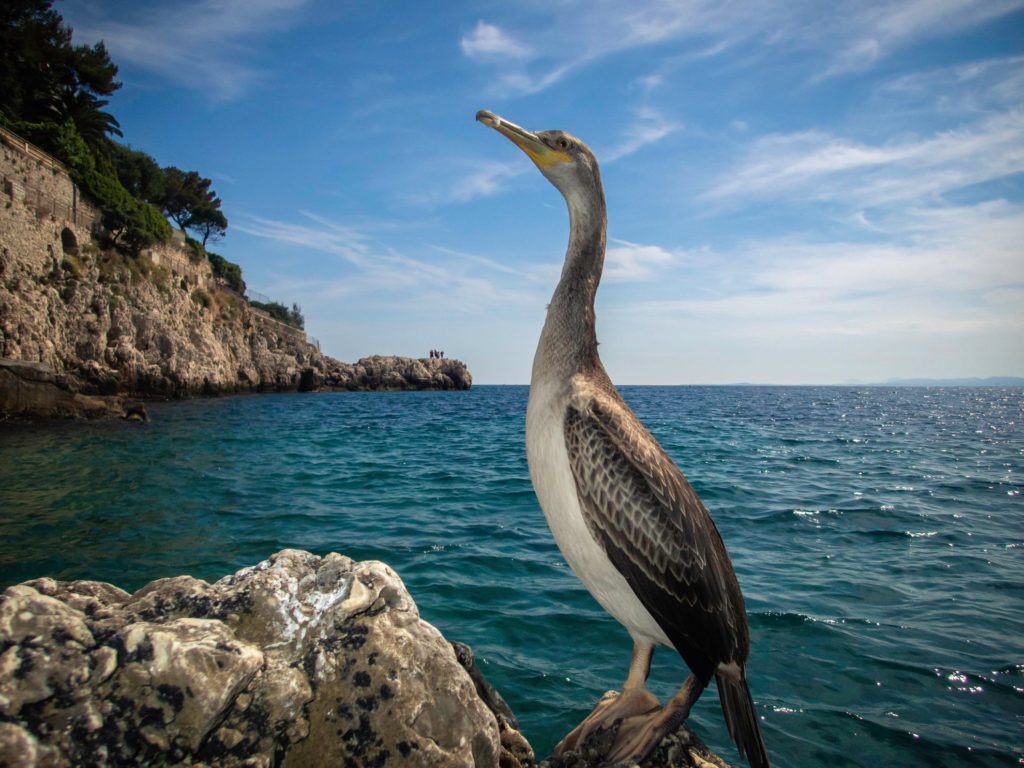 gérald thomas photography