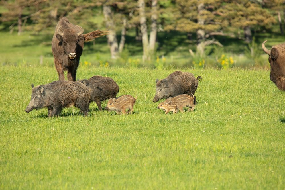 sanglier et bison