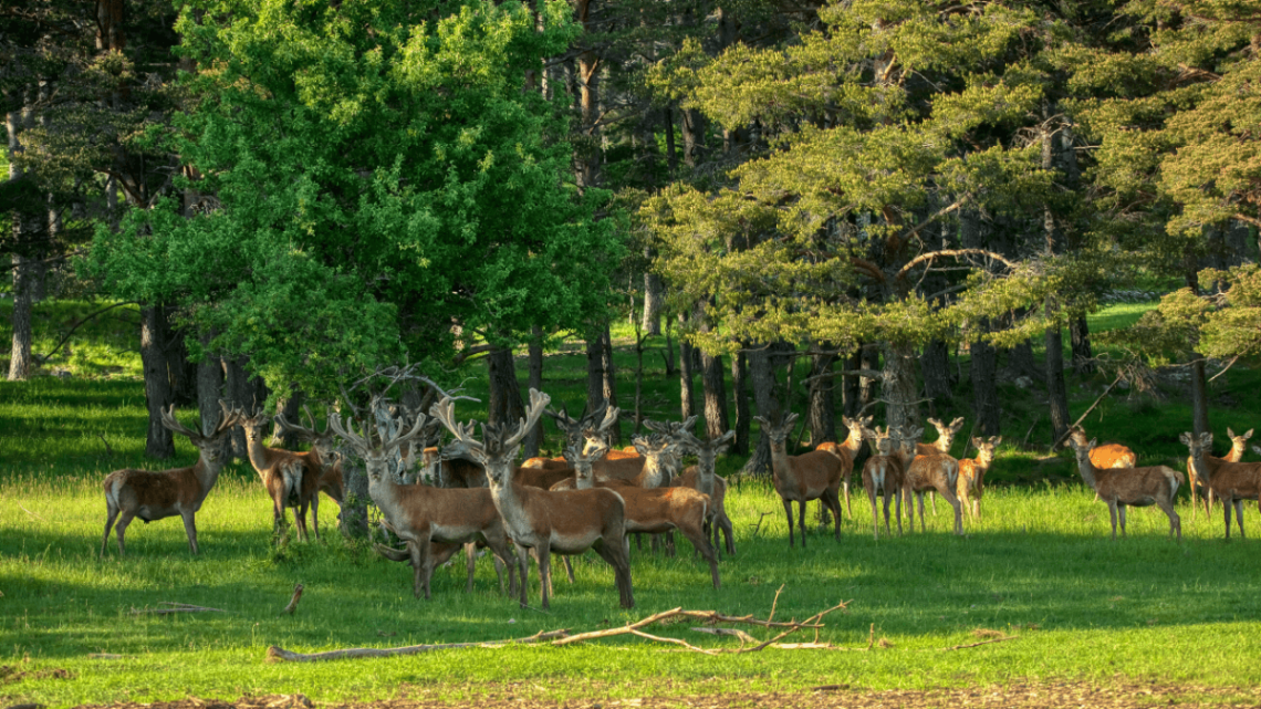 Safari dans la Réserve des Monts d’Azur