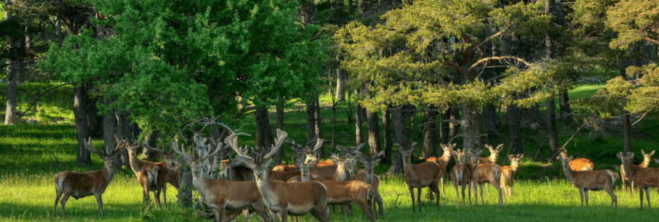 reserve monts d'azur (1)