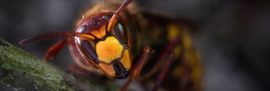 nid de frelons sur la côte d'azur