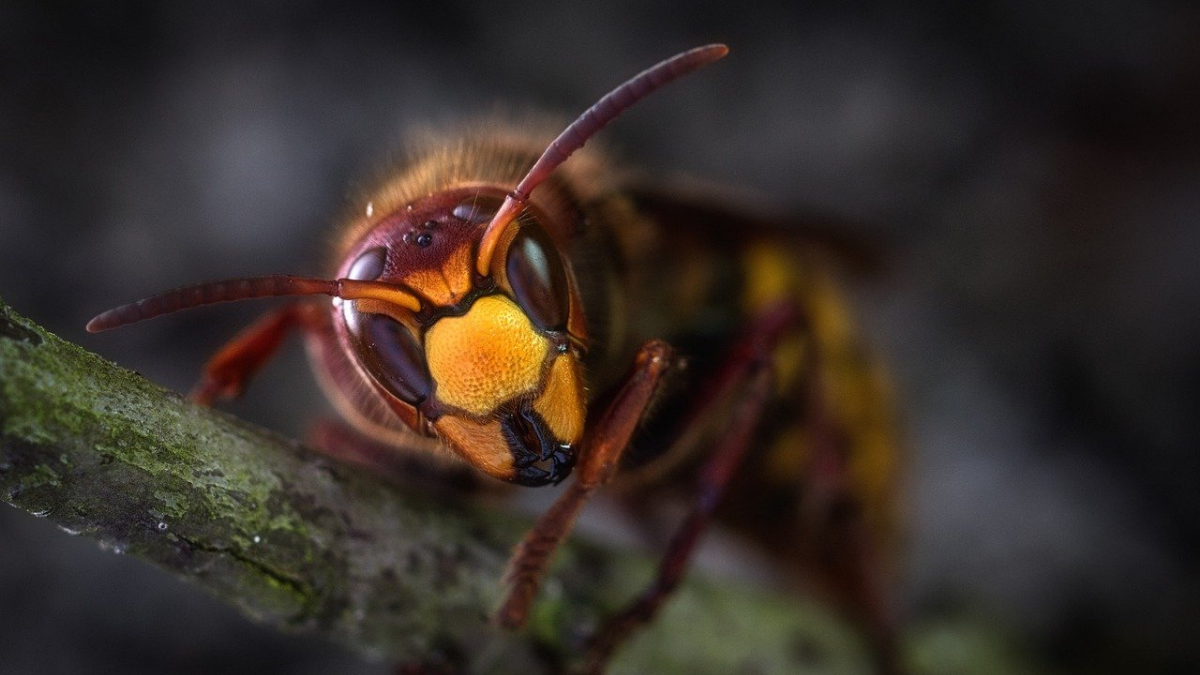 nid de frelons sur la côte d'azur