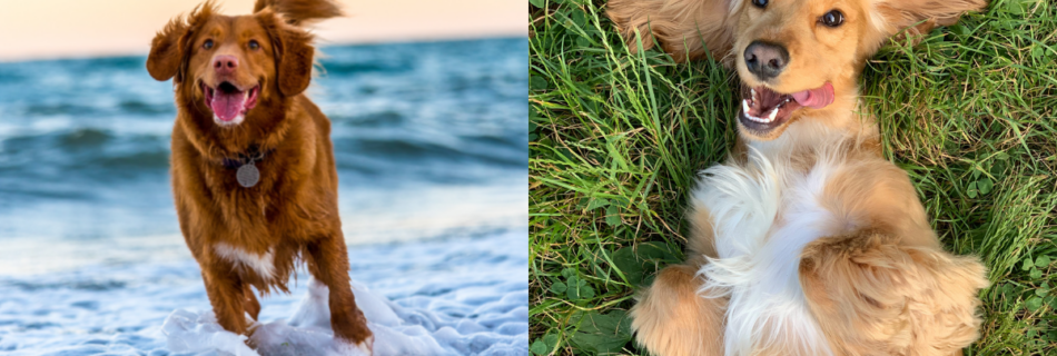 où sortir un chien à Nice