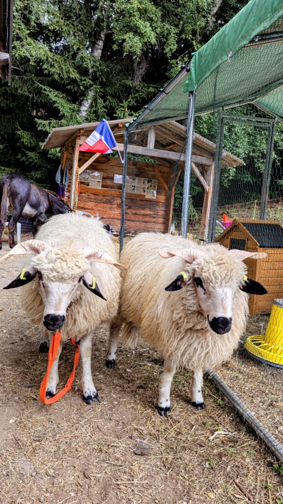 moutons roubion